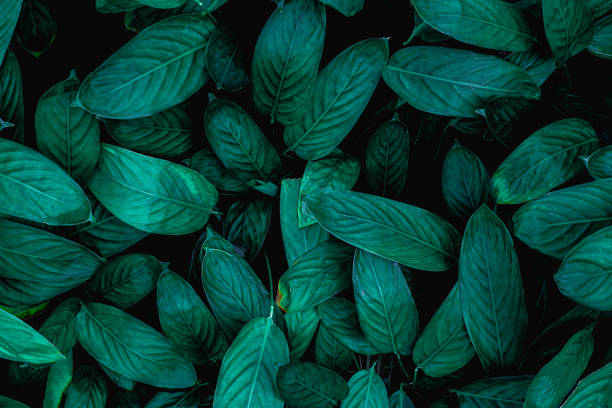 istock closeup nature view of green leaf background 1208290397