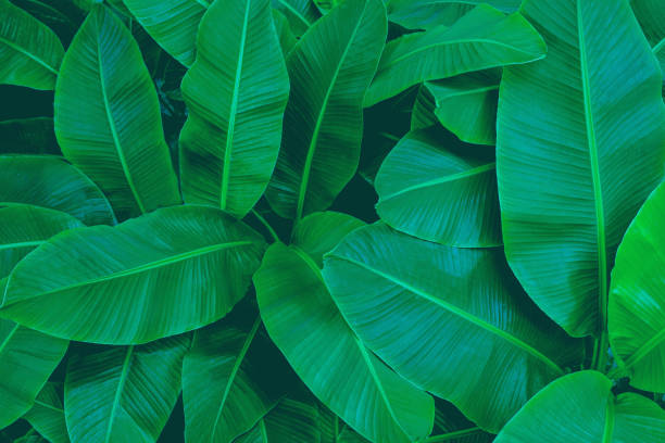 tropical green banana leaf background tropical banana leaf texture in garden, abstract green leaf, large palm foliage nature dark green background banana tree stock pictures, royalty-free photos & images