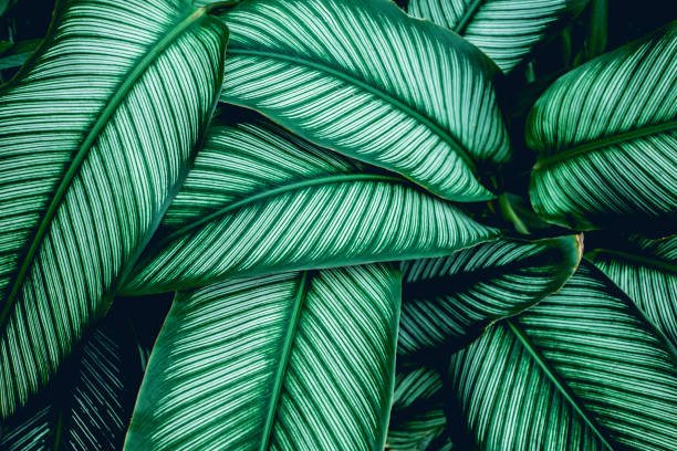 istock green leaves nature  background, closeup leaves texture 1208290494
