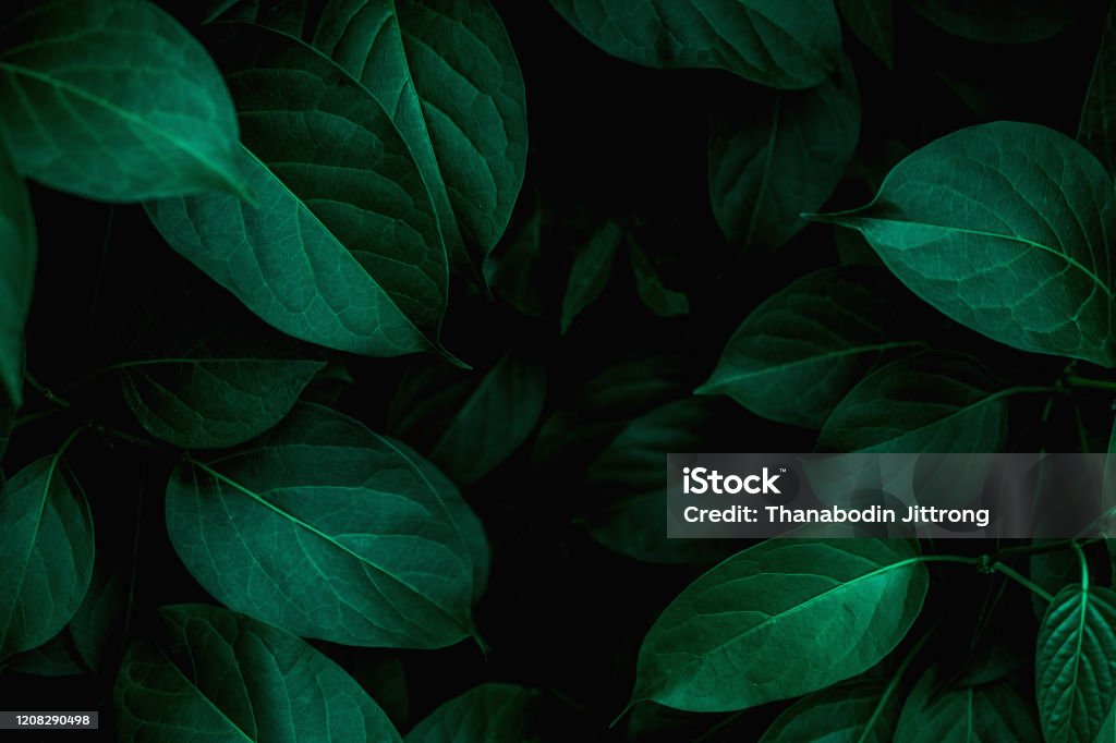 Nahaufnahme Naturansicht des grünen Blatthintergrunds - Lizenzfrei Blatt - Pflanzenbestandteile Stock-Foto