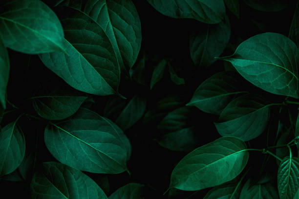 primo piano vista natura di sfondo foglia verde - scuro immagine foto e immagini stock