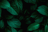 closeup nature view of green leaf background