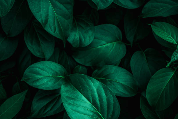 istock closeup nature view of green leaf background 1208290499