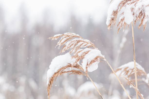istock Dry grass covered with snow in winter 1208290540