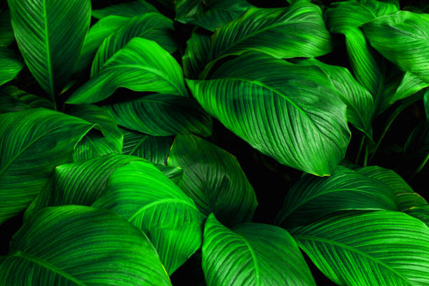 abstract green leaves background stock photo