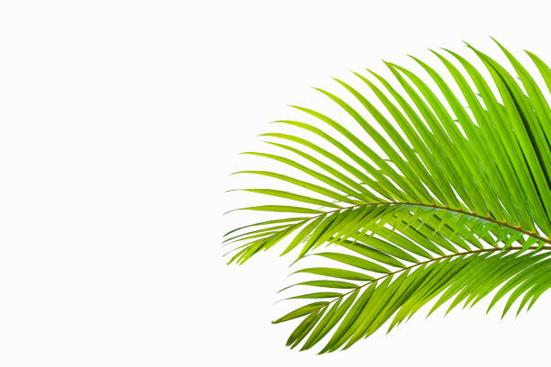 istock leaves of coconut isolated on white background for design elements 1208290593
