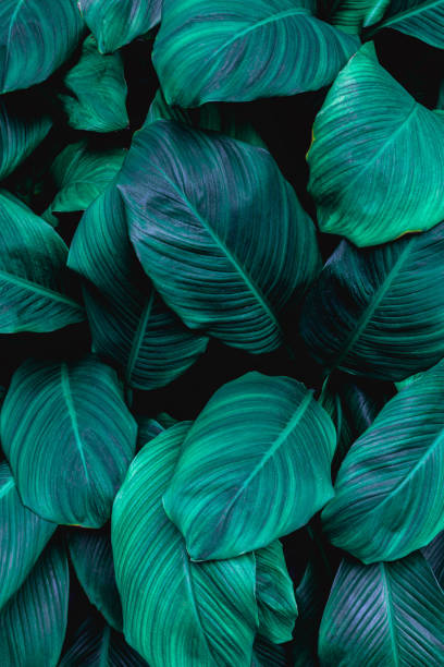 istock abstract green leaves background 1208290602