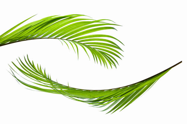 istock leaves of coconut isolated on white background for design elements 1208290622