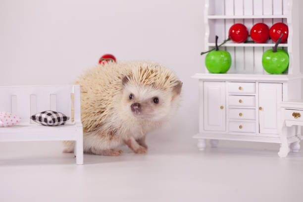 African pygmy hedgehog on a white plate with fruits and vegetables. doll furniture