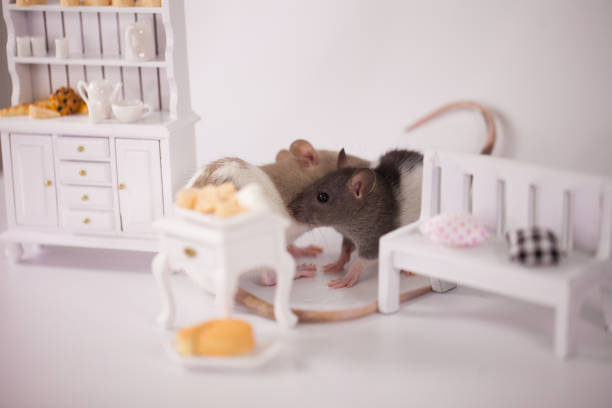 istock Cute rats under a doll's white bench on a white background with 1208291497