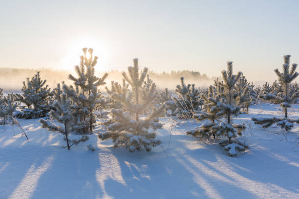 istock Pine forest in winter at dawn in hoarfrost, backlight in winter, pine And spruce branches in hoarfrost 1208292821