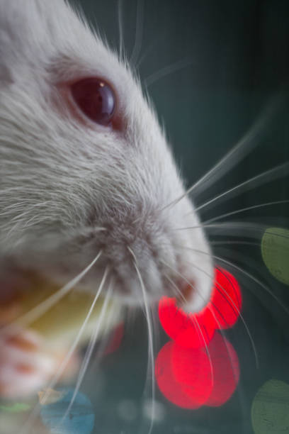 istock The rat is eating tasty cheese. close-up 1208292980