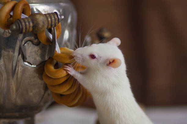 rat