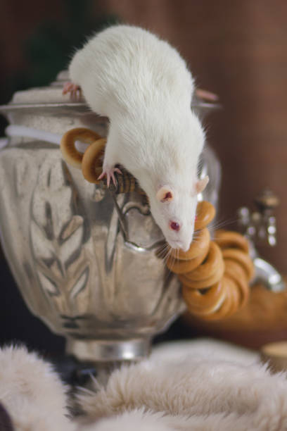 istock White rat on a samovar with round dried bread. Kalachi and delicious dinner. 1208293010