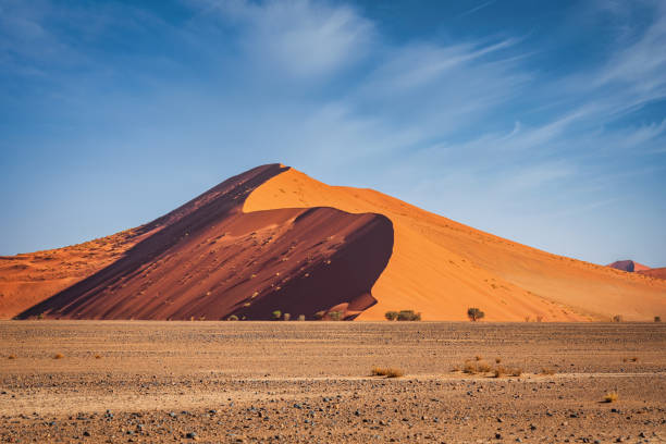 Nambia Sossusvlei Desert Dune 40 Namib Naukluft National Park Giant Sand Dune in the warm late afternoon light close to sunset. Large Desert Sand Dune 40. Dune 40 is the highest star dune in Sossusvlei, Namibia. Its name comes from the fact that it is 40km from Sesriem Canyon. It is composed of 5 million year old sand that was brought by the Orange River from the Kalahari Desert. Sesriem, Namib-Naukluft National Park, Namibia, South West Africa. namib sand sea stock pictures, royalty-free photos & images