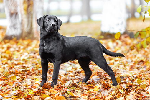 The portrait of Black dog of bread labrador in park