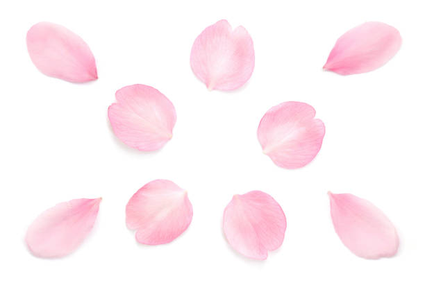 istock Japanese pink cherry blossom petals abstract on white background 1208297732