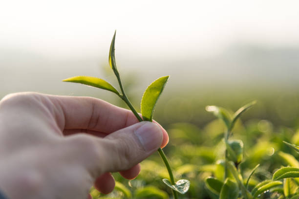 вид рабочей руки собирание зеленого чайного листа в чианграй, таиланд. - tea pickers стоковые фото и изображения