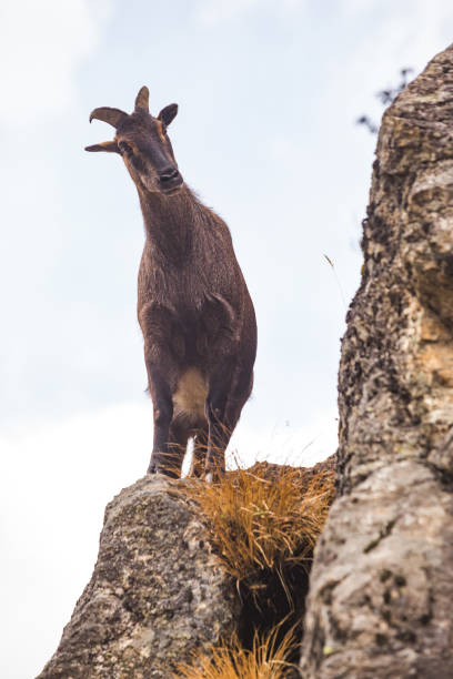 istock Mountain goat on the rocks 1208300056