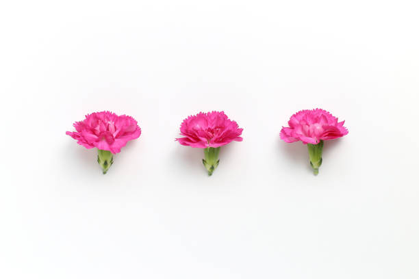 istock Pink spray carnation flowers on white background. Floral composition, flat lay, top view, copy space 1208300973