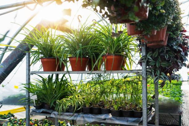 istock Greenhouses for growing flowers 1208301215