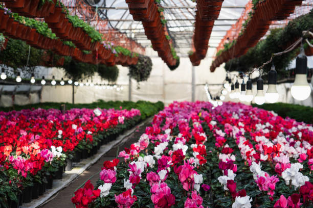 istock Greenhouses for growing flowers 1208301222
