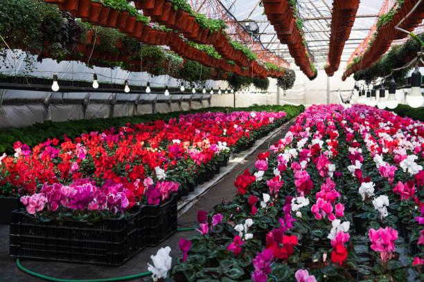 istock Greenhouses for growing flowers 1208301232