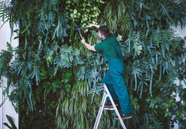 Indoor Vertical Garden Indoor vertical ecosystem, working process, a man using a ladder and scissors. dieng plateau stock pictures, royalty-free photos & images