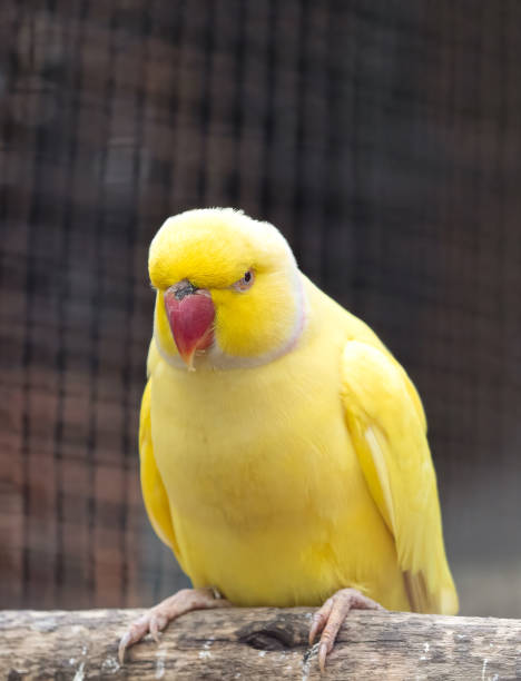 istock Close up Yellow Rose Ringed Parakeet Perched on Branch Isolated on Background 1208303167