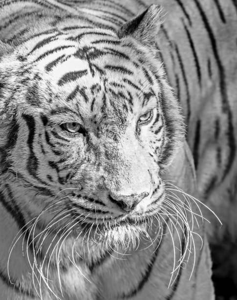 istock Close up White Bengal Tiger Isolated on Background, Black and White 1208303174