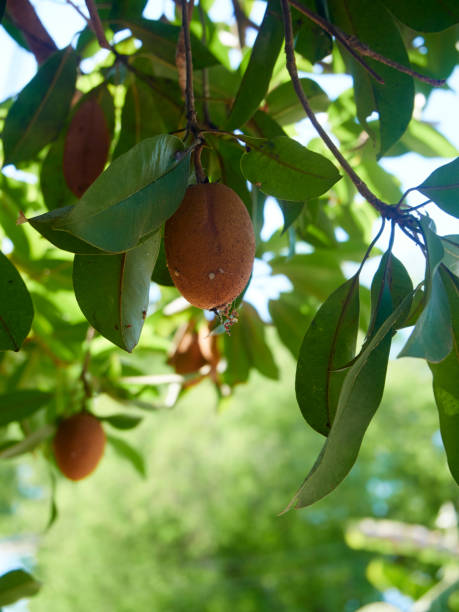 istock Sapodilla fruit on trees planted in orchards. 1208305189