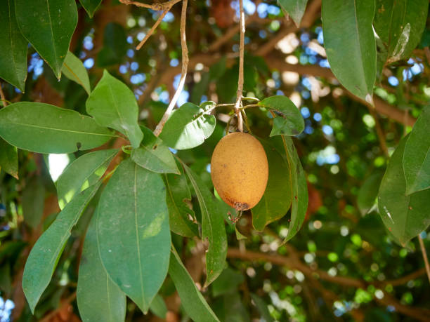 istock Sapodilla fruit on trees planted in orchards. 1208305206