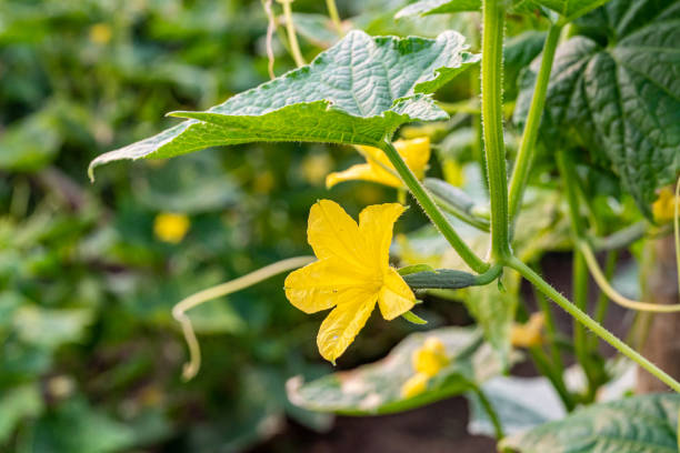 istock Cucumbers planted on the farm have complete flowers and fruit. 1208306338