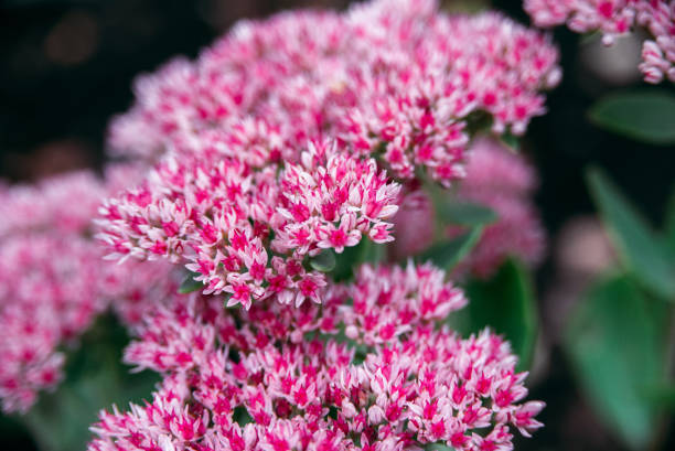 розовые цветы из седа телефия - succulent plant sedum temperate flower perennial стоковые фото и изображения