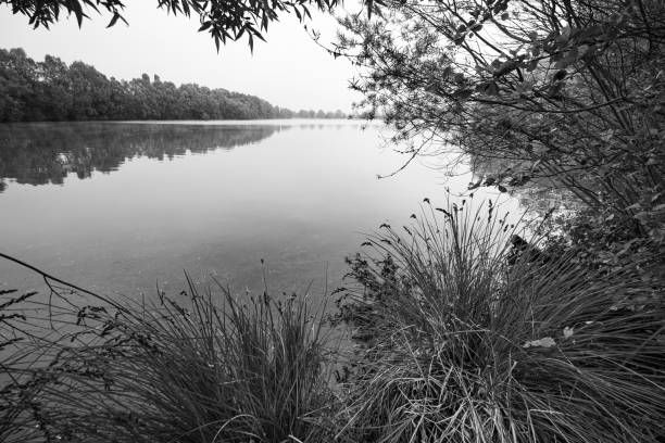wild pond surrounded by black and white forests.