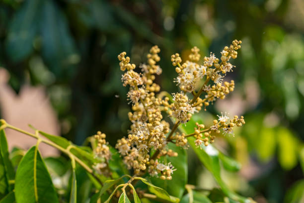 istock Longan Tropical fruit sweet,Longan flowers in tree. 1208308336