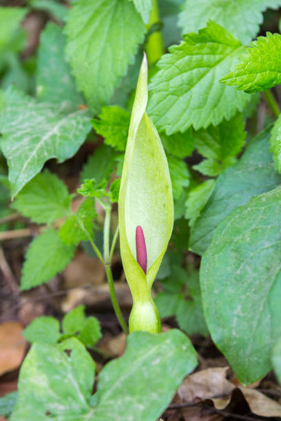 Wild spathe flower Arum maculatumat the forest side