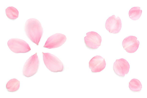 istock Japanese pink cherry blossom petals abstract on white background 1208309764