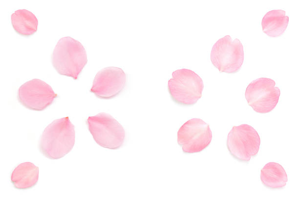 istock Japanese pink cherry blossom petals abstract on white background 1208309765
