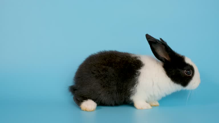 60+ Free Rabbit & Animal Videos, HD & 4K Clips - Pixabay 60+ Free Rabbit & Animal Videos, HD & 4K Clips - Pixabay
