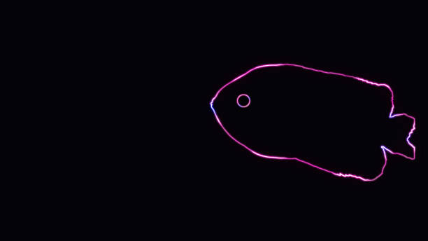 Beautiful outline of Kissing gourami (Helostoma temminckii), also known as the kissing fish, with neon lighting. animal outline with neon light effect isolated on black background. Beautiful outline of Kissing gourami (Helostoma temminckii), also known as the kissing fish, with neon lighting. animal outline with neon light effect isolated on black background. kissing fish stock pictures, royalty-free photos & images