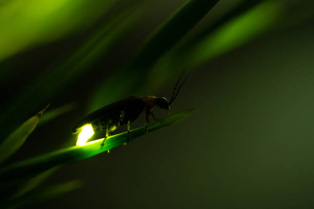 luciole - firefly photos et images de collection