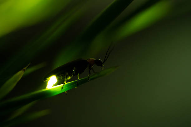 Firefly I took a video of the desperately glowing fireflies with a high sensitivity camera. glowworm photos stock pictures, royalty-free photos & images
