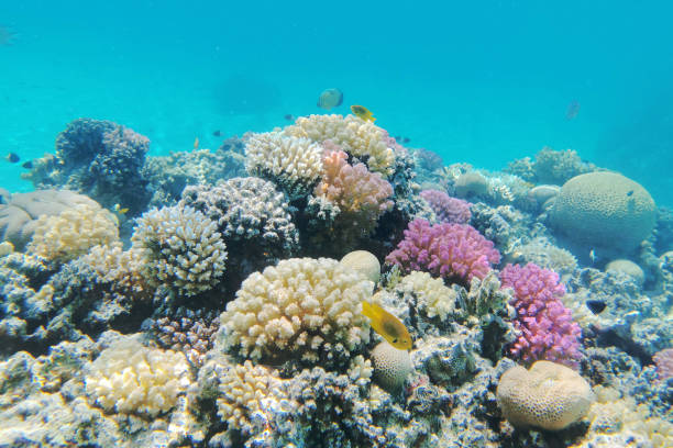 istock coral reef in Red Sea 1208312116