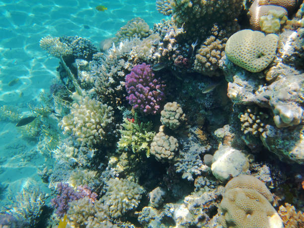 istock coral reef in Red Sea 1208312120