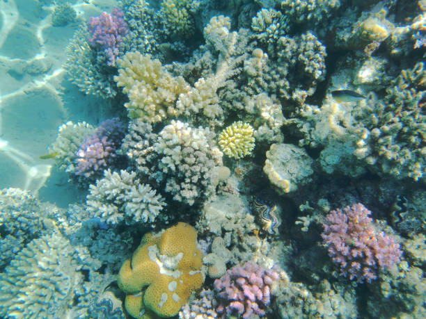 istock coral reef in Red Sea 1208312123
