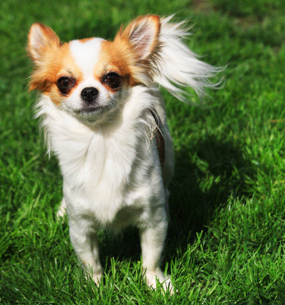istock young chihuahua in the grass 1208312171