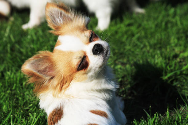 istock young chihuahua in the grass 1208312174