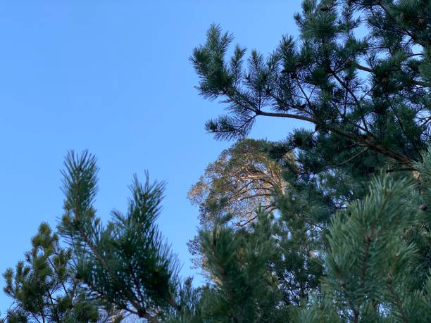 istock Beautiful pine tree forest clear blue skies at sunset 1208312392