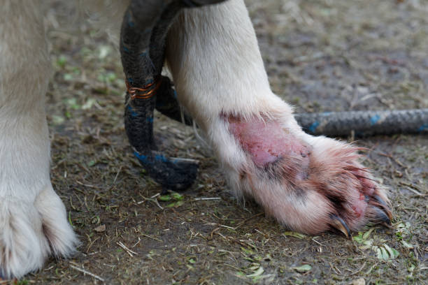 istock Dog animal skin disease 1208313075